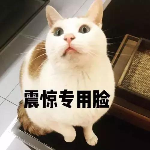 公猫发情时间(公猫一年发几次情啊)