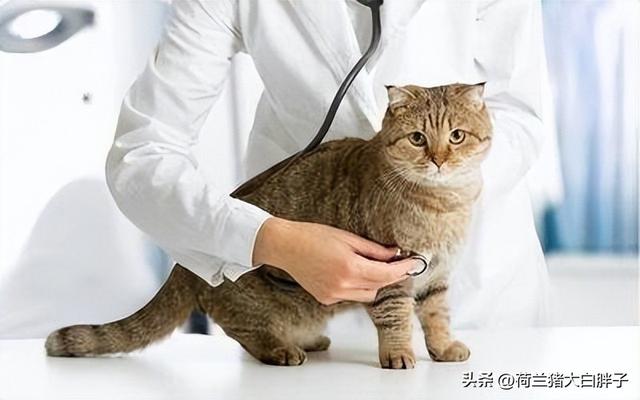 猫疫苗预防哪些病(猫咪疫苗可以预防什么病)