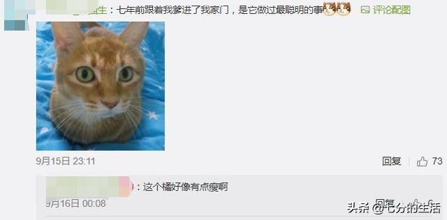 猫的智商高不高(猫的智商是人几岁智商)