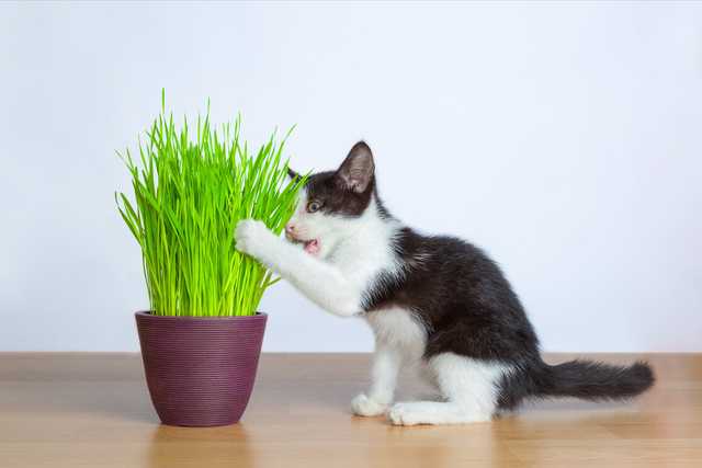 猫草多久吃一次(猫草多久吃一次合适)