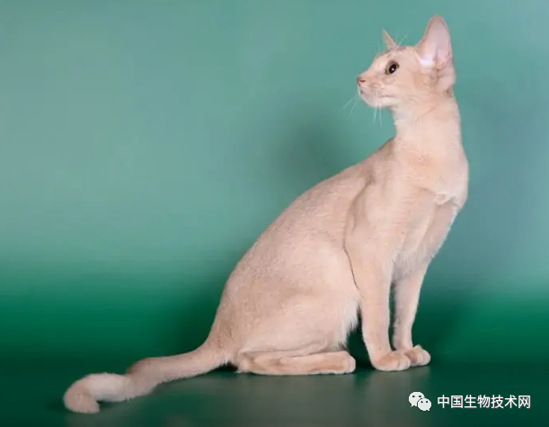 猫有什么特点(猫有什么特点与本领)