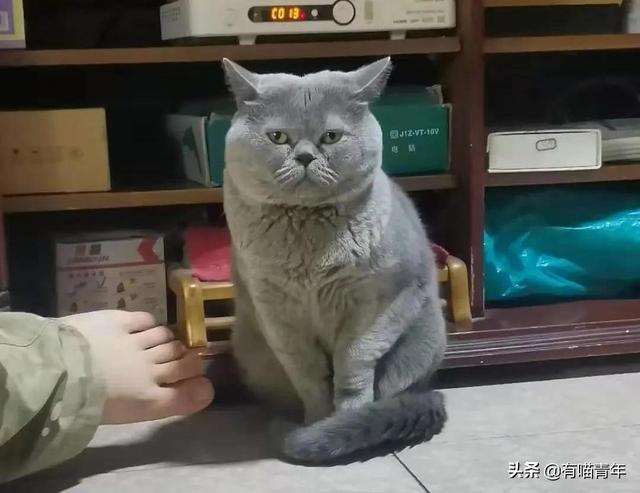 世界上最丑的猫长什么样(世界上最丑的猫图片)