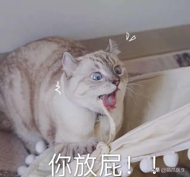 猫会放屁么(猫会放屁吗)