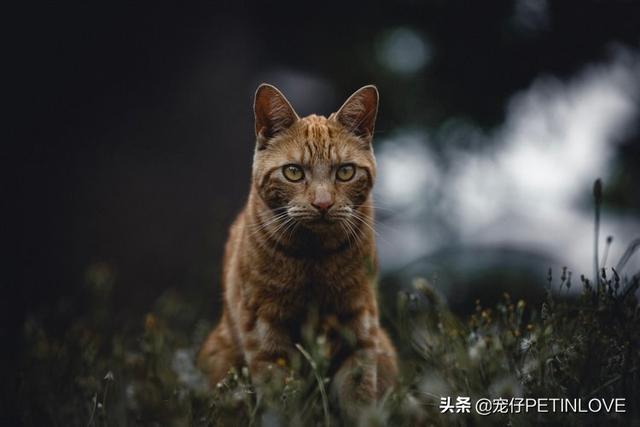 猫咪对主人有没有感情(猫咪对主人有感情吗)