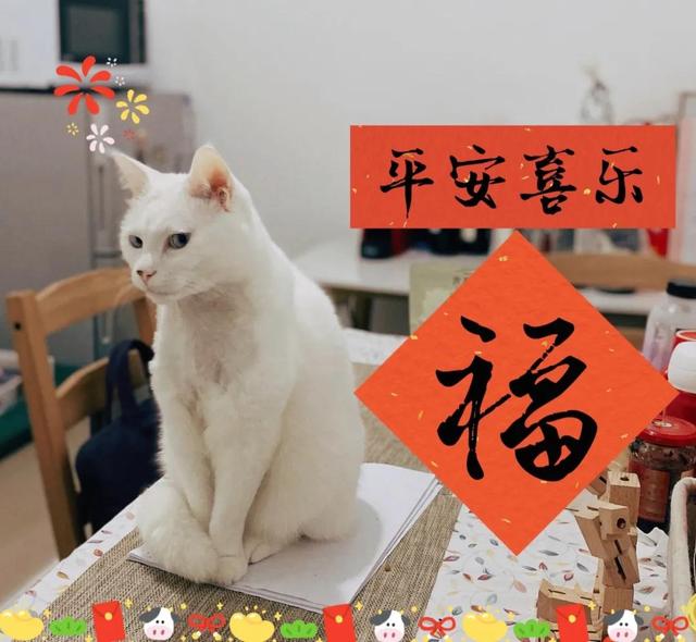 猫脖子里有肿起的肉球(猫脖子里有肿起的肉球怎么办)