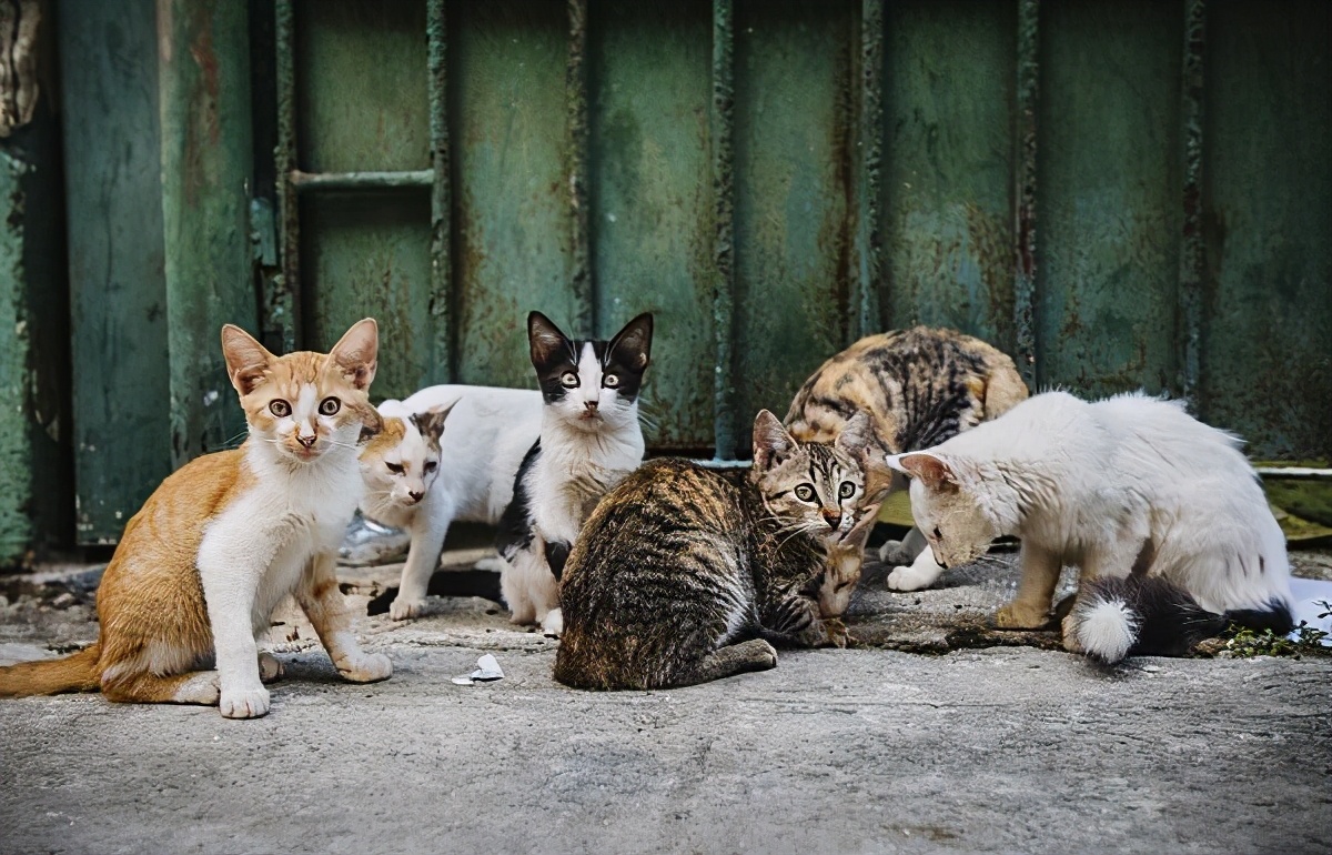 为什么别养土猫(养土猫好养吗)