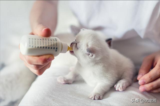 猫咪怀孕几个月(猫咪怀孕几个月才生宝宝)