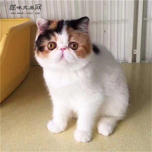 饲养加菲猫一个月花销多少费用高不高?