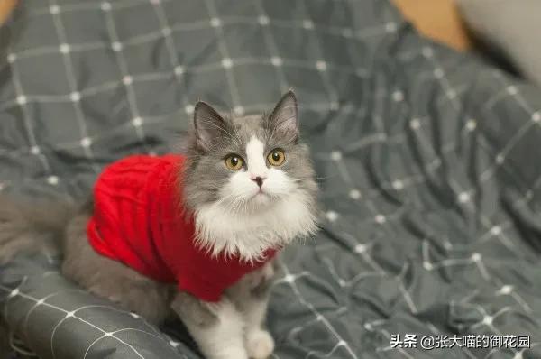 怎么教猫咪用猫砂(怎么教猫咪用猫砂上厕所)