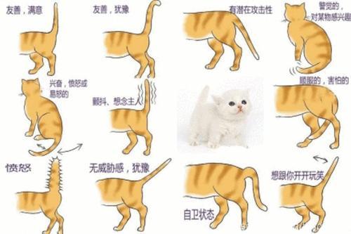 猫的尾巴竖起来是表示什么(猫的尾巴有什么作用)