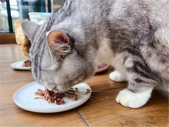 能给猫吃猪肉吗(可以给猫吃猪肉吗)