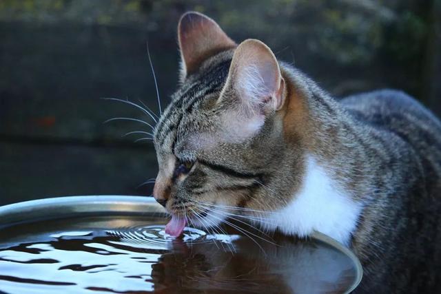 猫的寿命最长能活多少年(猫的寿命能活多少年)