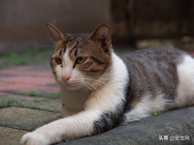 猫身上有跳蚤怎么去除(猫身上有跳蚤去除小妙招)