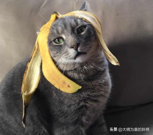 猫咪能吃香蕉吗(猫咪能不能吃香蕉)