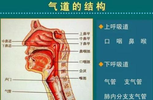 猫掉毛的季节持续多久(猫掉毛的季节是什么时候)