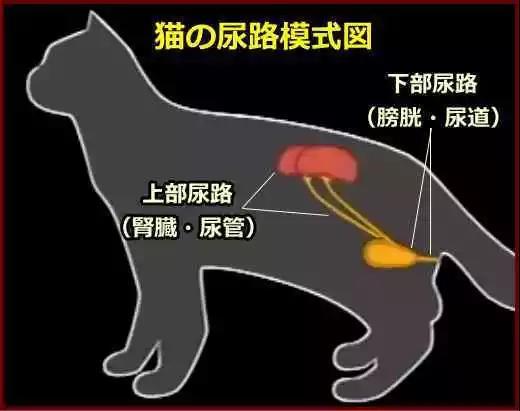 猫咪尿血怎么治疗(猫咪血尿能自愈吗)