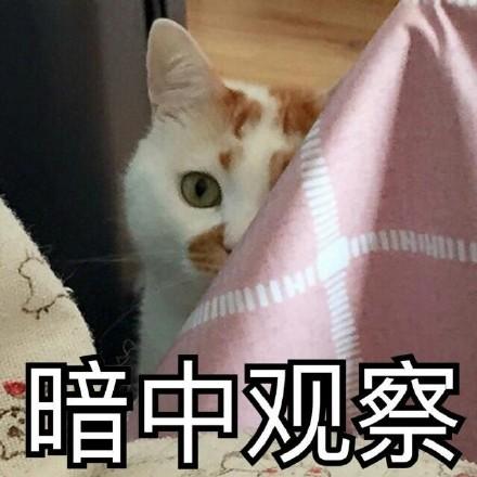 猫咪动作含义大全图(猫咪动作的含义图解)