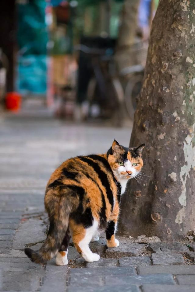 沙丘猫是几级保护动物(沙丘猫是保护动物吗)