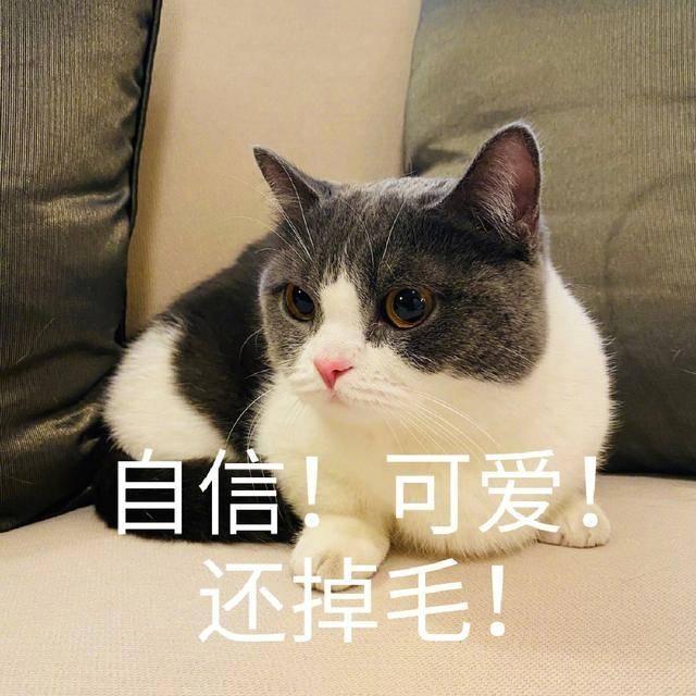 肖战的猫是什么品种(肖战家猫的品种)