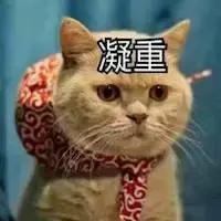 猫藓怎么治疗(猫得了猫癣怎么治好得快)