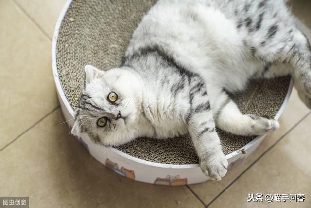 小猫肚子很圆还一直吃怎么办(刚出生的小猫肚子很圆还一直吃)