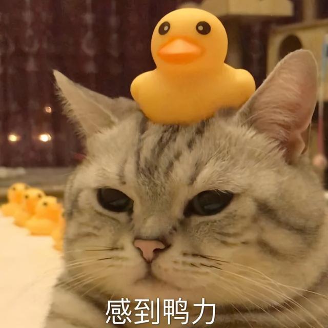 卷毛猫有哪些品种(卷毛猫有什么品种)