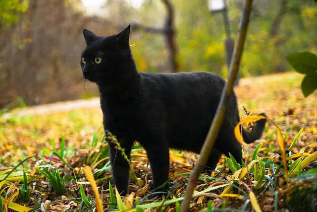 捡黑猫回家有忌讳吗(捡黑猫回家好不好)