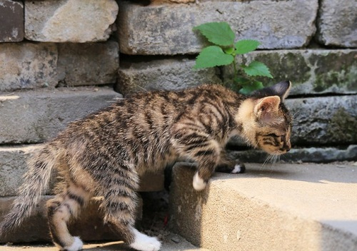 猫吐了一堆软化的猫粮 猫吐了猫粮和黄黄的糊是什么