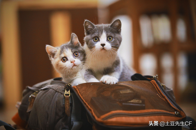 怀孕能养猫吗(刚刚怀孕能养猫吗)