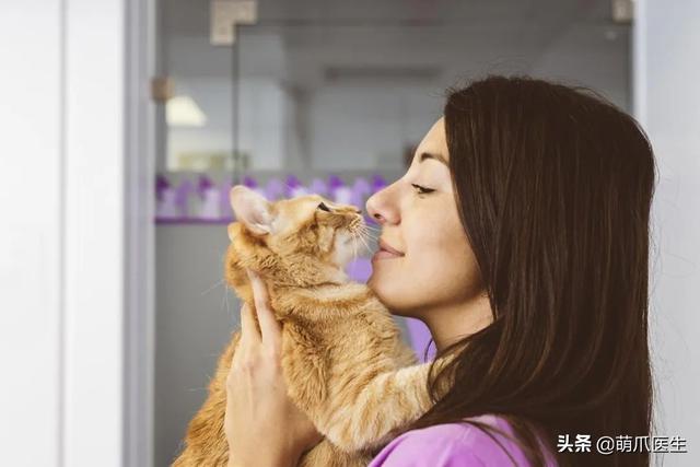 猫咪摇尾巴尖表示什么意思(猫咪摇尾巴代表什么)