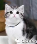 猫咪怀孕多久才生(猫咪怀孕多久才生产)