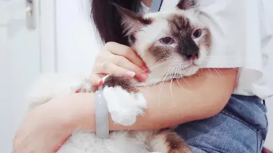 猫的应激反应(猫的应激反应怎样缓解)