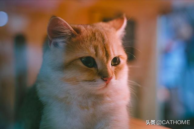 猫肚子大但是很活泼是腹水吗(2个月猫肚子大但是很活泼是腹水吗)