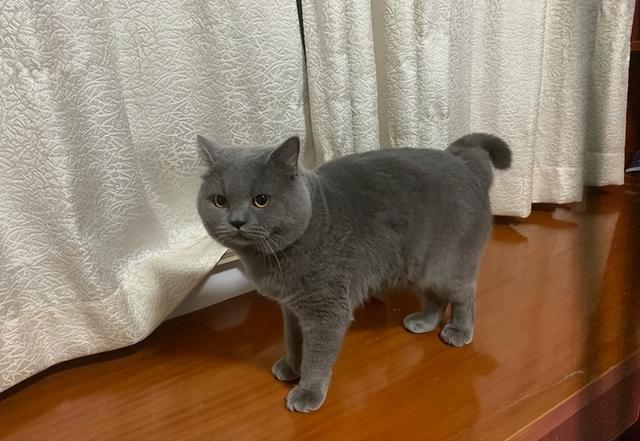 猫咪智商排行(猫咪智商排行榜前100名)