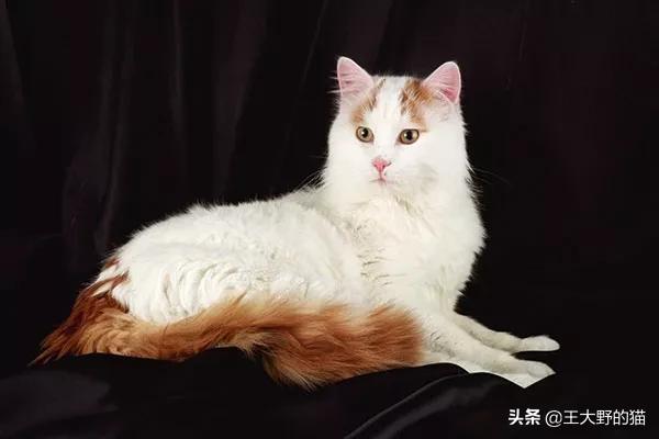 布拉多尔猫的图片(布拉多尔猫是布偶猫吗)