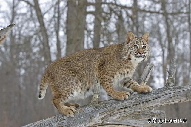 猫咪品种排行榜前十名(猫咪品种排行榜前十名蓝色英短)