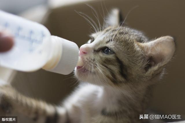 母猫生完小猫多久断奶(母猫生完小猫后多久断奶)