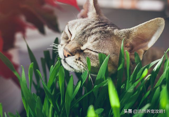 猫草是什么植物的种子(猫草都是什么种子)