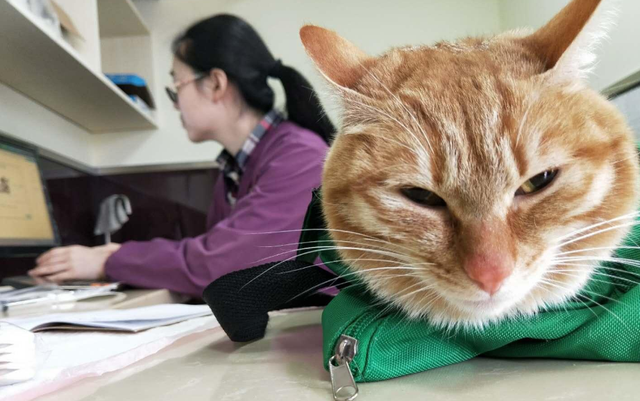 猫咪什么时候打疫苗合适(猫咪什么时候打疫苗和驱虫)