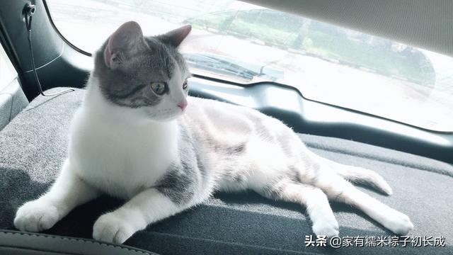 猫藓初期图片(猫藓长什么样子)