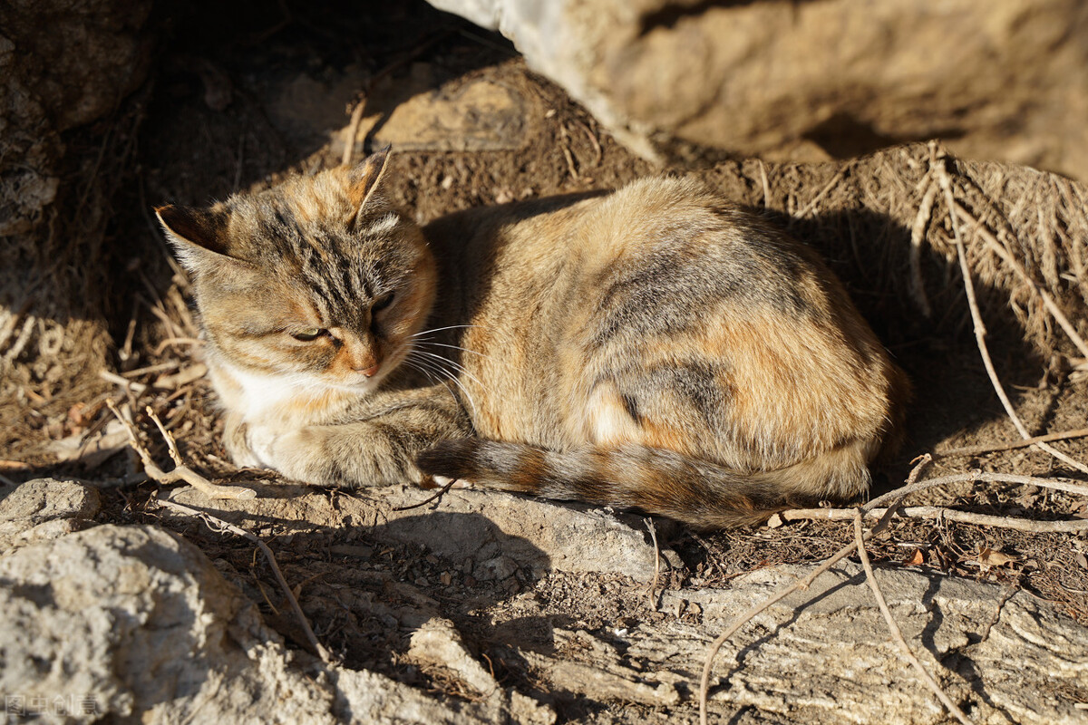 为什么别养土猫(养土猫好养吗)