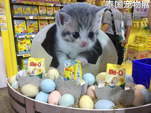 小猫除了猫粮还能吃什么主食 小猫养多久才认主人