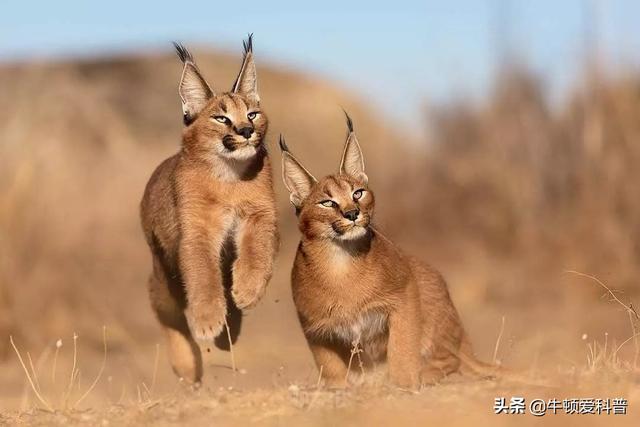 猫咪品种排行榜前十名(猫咪品种排行榜前十名蓝色英短)