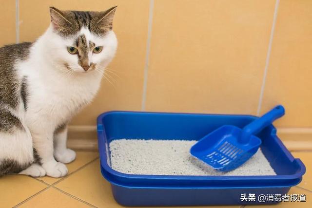 猫砂什么牌子最好用(猫砂什么牌子经济实惠好用)