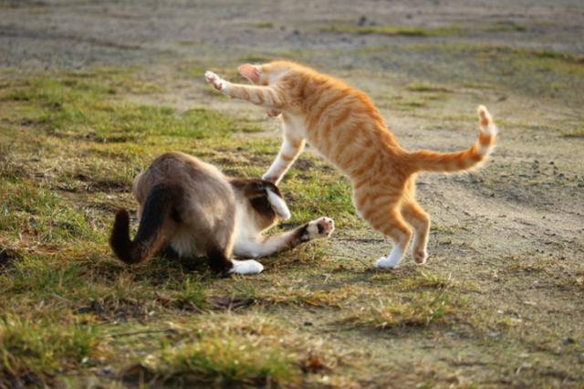 1个养猫冷知识(养猫的冷知识)"