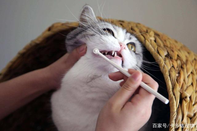 养猫小知识！长期不给猫咪刷牙，会引发多种疾病！