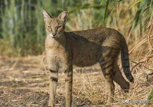 猫的天敌是什么动物(猫的天敌是什么)