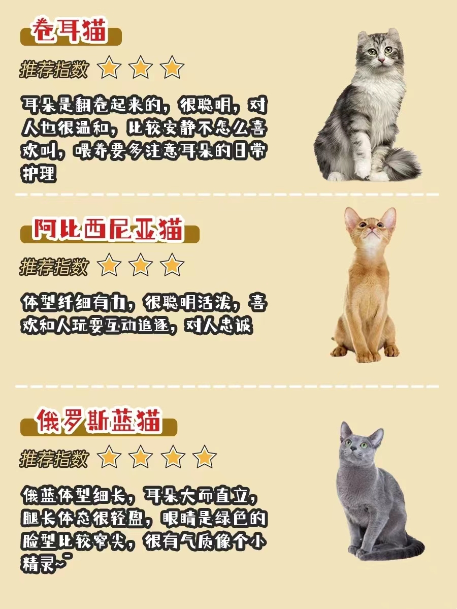 新手选猫必看！有哪些选猫避坑经验？