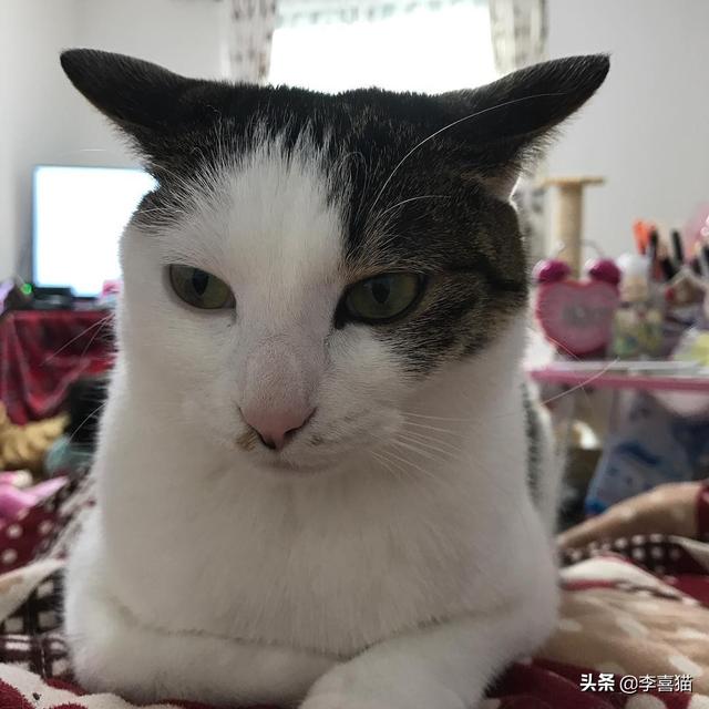 猫咪飞机耳代表什么意思(猫咪飞机耳是什么意思)