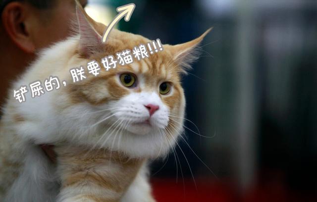 宠物猫排行榜(宠物猫排行榜前十名)